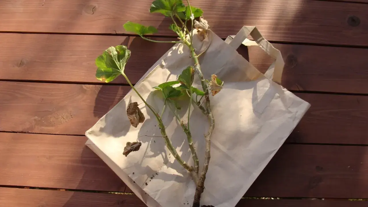 Pelargonia z bryłą korzeniową gotowa do przechowania. Jak przezimować pelargonie w kartonie? Ta roślina czeka na swój zimowy sen.