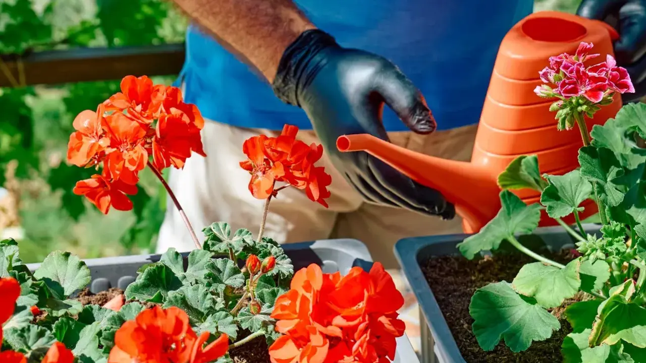 Ręce w czarnych rękawiczkach podlewają pelargonie z pomarańczowej konewki. Domowy nawóz do pelargonii sprawi, że będą kwitły obficie.