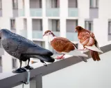 Gołębie na balustradzie, obok czarnego ptaka, którego nie lubią.