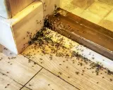 Rój mrówek w mieszkaniu, maszerujących po drewnianej podłodze i listwach przypodłogowych. Widać też białe larwy.