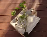 Pelargonia z bryłą korzeniową gotowa do przechowania. Jak przezimować pelargonie w kartonie? Ta roślina czeka na swój zimowy sen.
