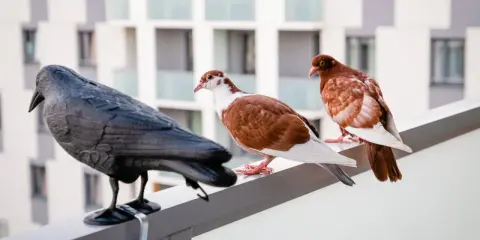 Gołębie na balustradzie, obok czarnego ptaka, którego nie lubią.