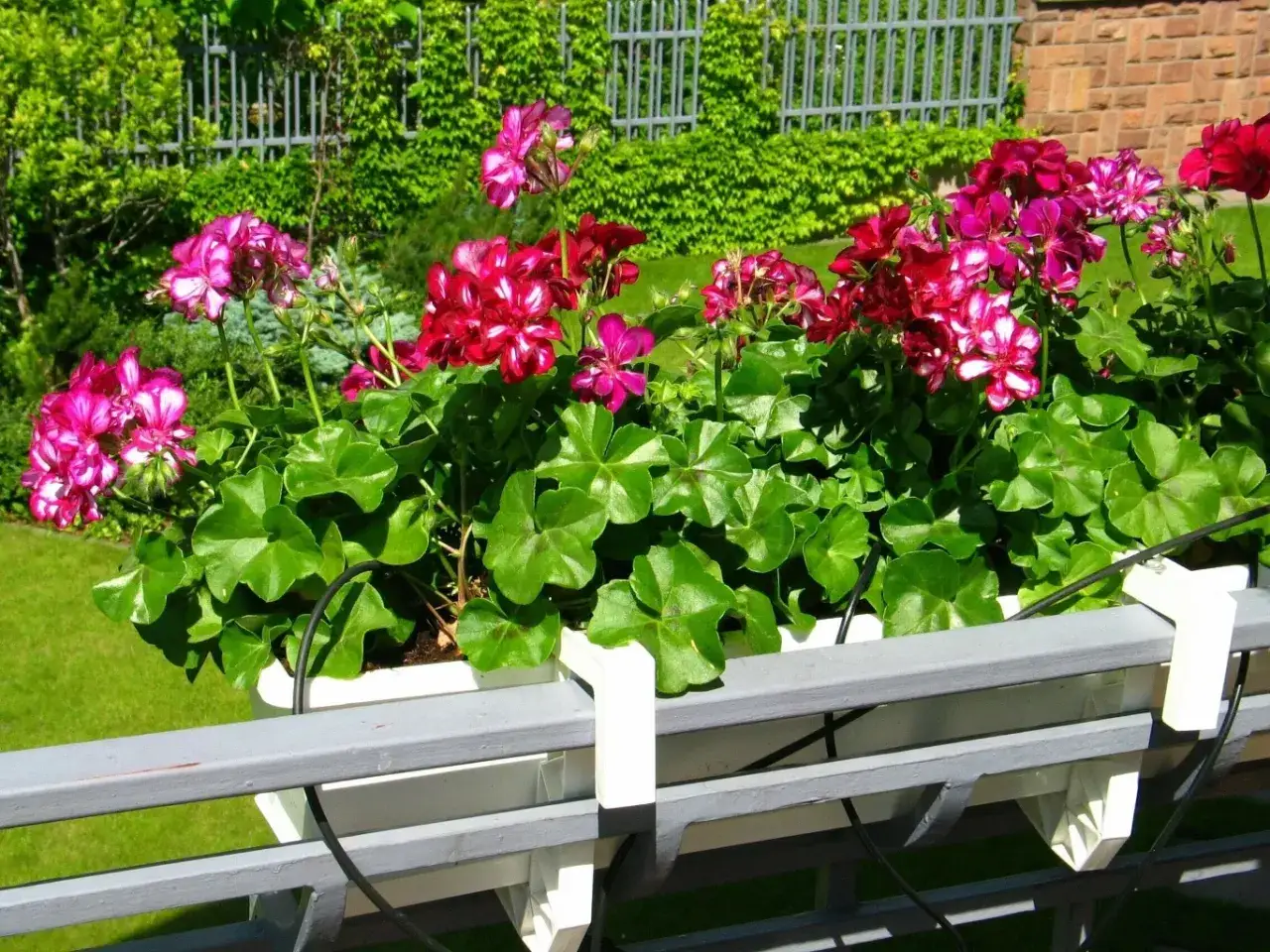 Piękne, kwitnące pelargonie w skrzynce balkonowej, które dzięki domowemu nawozowi do pelargonii będą zachwycać intensywnymi kolorami.