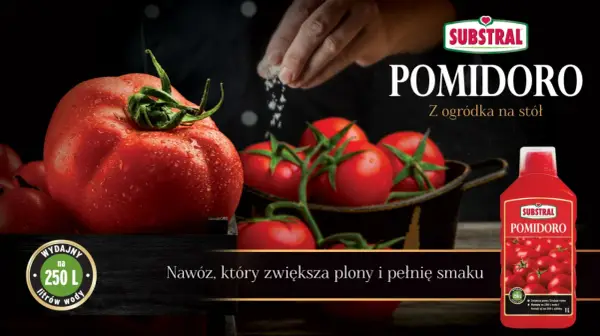 Substral Pomidoro – jaki nawóz do pomidorów? Zapewnia obfite plony i pełnię smaku, wydajny na 250 litrów wody.