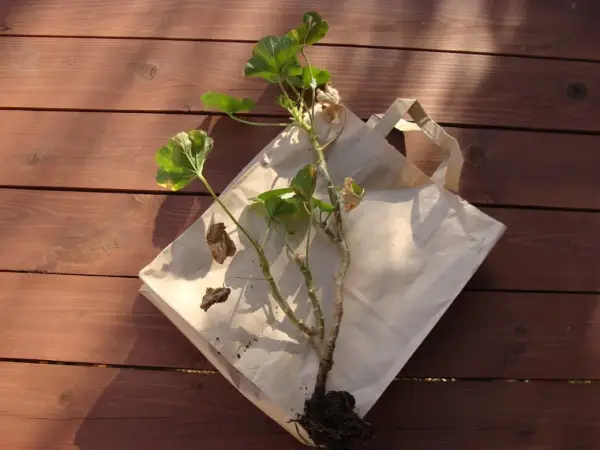 Pelargonia z bryłą korzeniową gotowa do przechowania. Jak przezimować pelargonie w kartonie? Ta roślina czeka na swój zimowy sen.