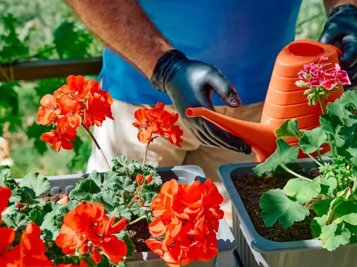 Ręce w czarnych rękawiczkach podlewają pelargonie z pomarańczowej konewki. Domowy nawóz do pelargonii sprawi, że będą kwitły obficie.